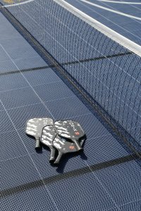 Backyard Court Experience